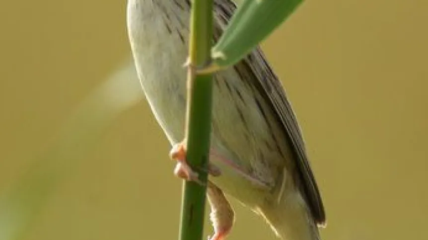 Wodniczka. Fot. Zymantas Morkvenas. Źródło: OTOP