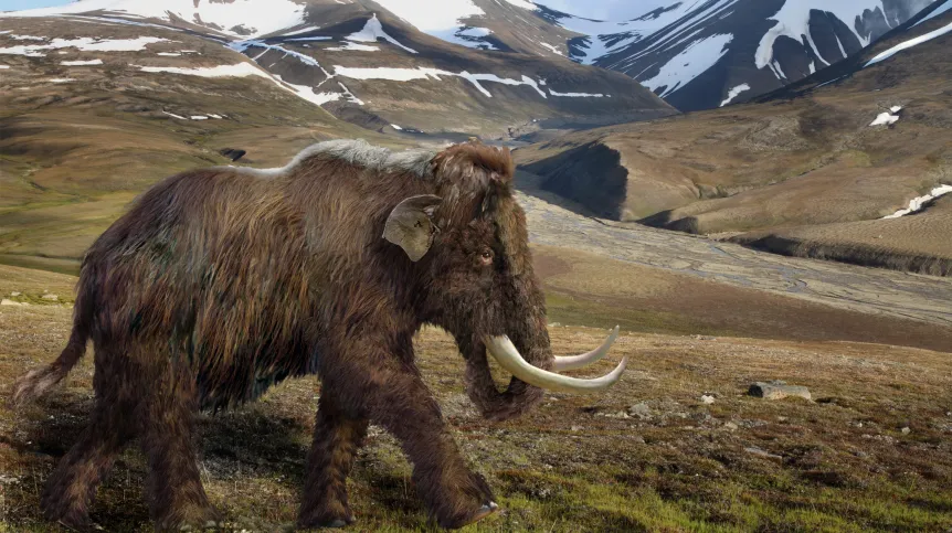 Reconstruction of a woolly mammoth in its natural habitat. Fig. Aleksandra Hołda-Michalska