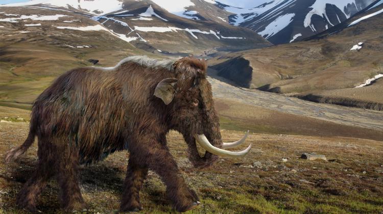 Reconstruction of a woolly mammoth in its natural habitat. Fig. Aleksandra Hołda-Michalska
