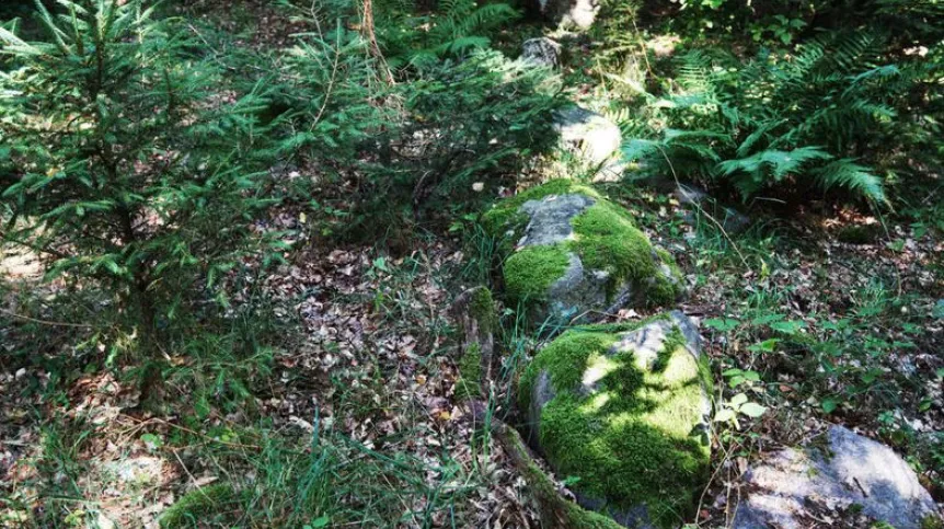 The remains of stone structures found near Czachów. Photo by A. Matuszewska