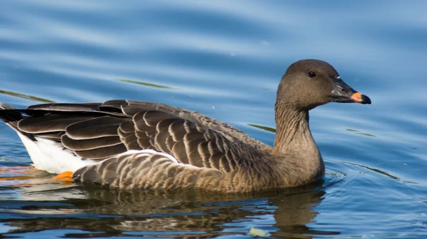 Bean goose. Photo: Fotolia / Vasily Vishnevsky