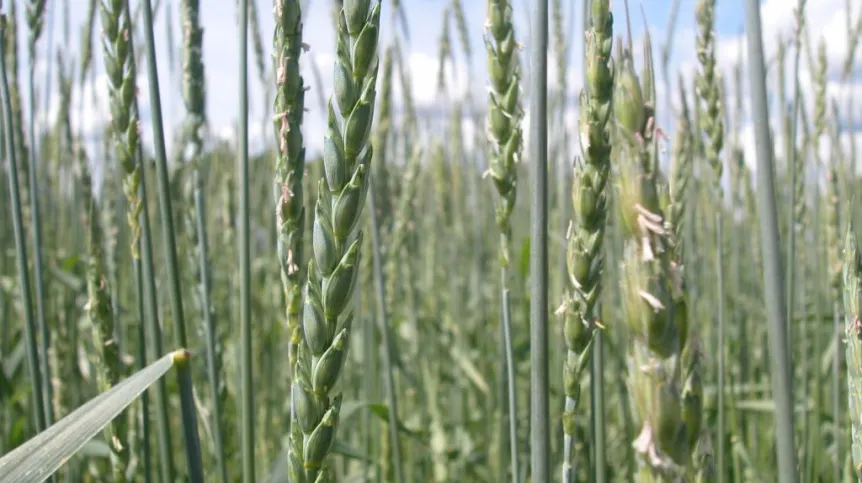 Wirtas w fazie kwitnienia. Fot. Elżbieta Suchowilska