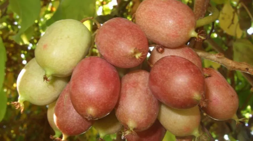 Ripening fruit of Actinidia purpurea. Photo by Anna Bieniek