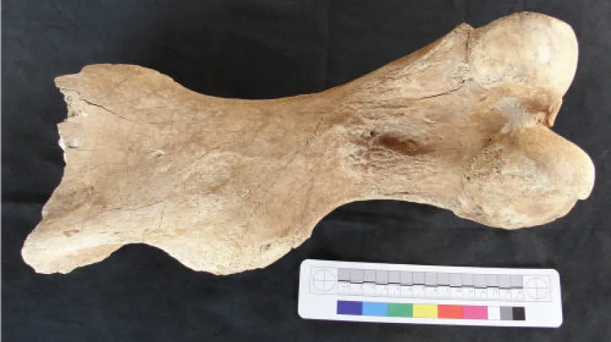 Humerus of a woolly rhinoceros. Photo by M. Rudnicki