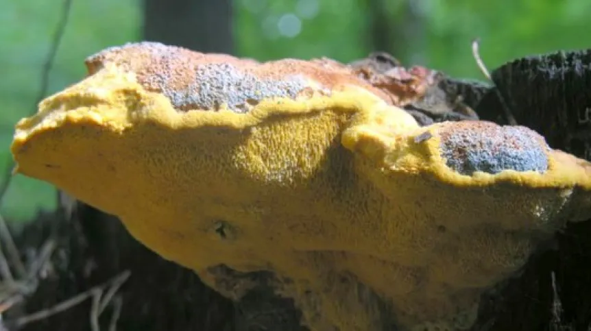 Photo by Andrzej Ryś