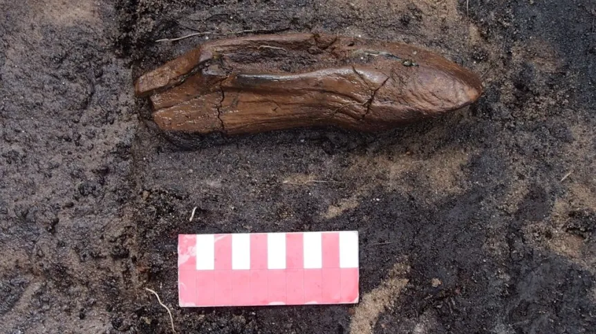 Sacrificial offering discovered in the sanctuary - elk horn hoe. Photo by T. Galiński