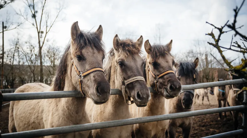 Polish koniks (descendants of tarpans), approx. 150 of which are in Popielno . Photo by JakubowskiFoto.