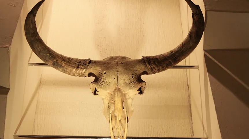 Steppe bison from the collection of the Mammoth Museum in Yakutsk (Russia). Photo by R. Kowalczyk
