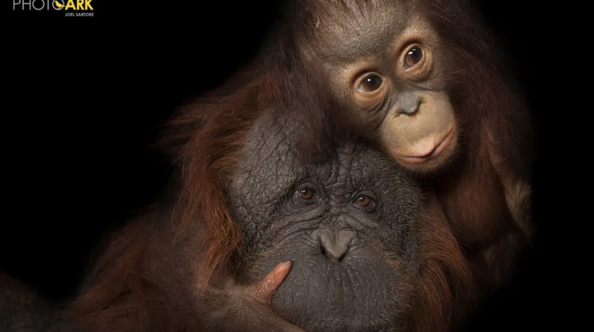  Fot. Joel Sartore/National Geographic Photo Ark/natgeophotoark.org   