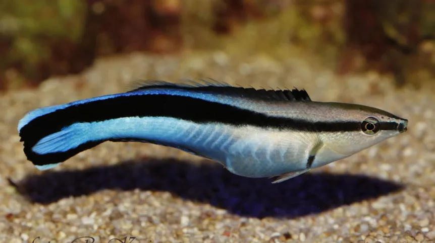 Wargatek sanitarnik. Fot. Roman Kujawa 