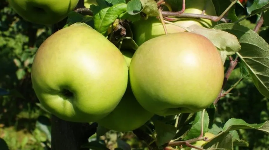Apples of the "Chopin" variety. Source: SGGW-WULS