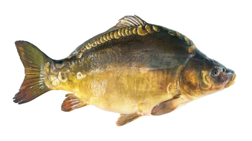 Big mirror carp isolated on white
