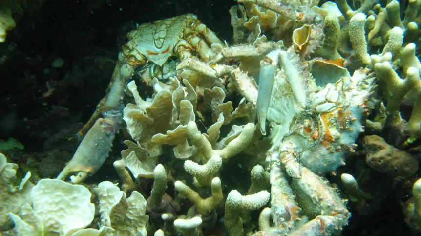 Low oxygen causes the death of corals and in Bocas del Toro, Panama. The dead crabs pictured also succumbed to the loss of dissolved oxygen in the water. Credit: Arcadio Castillo/Smithsonian
