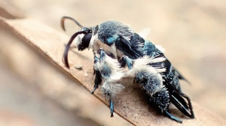 Heterosphecia tawonoides. Fot. Marta Skowron-Volponi
