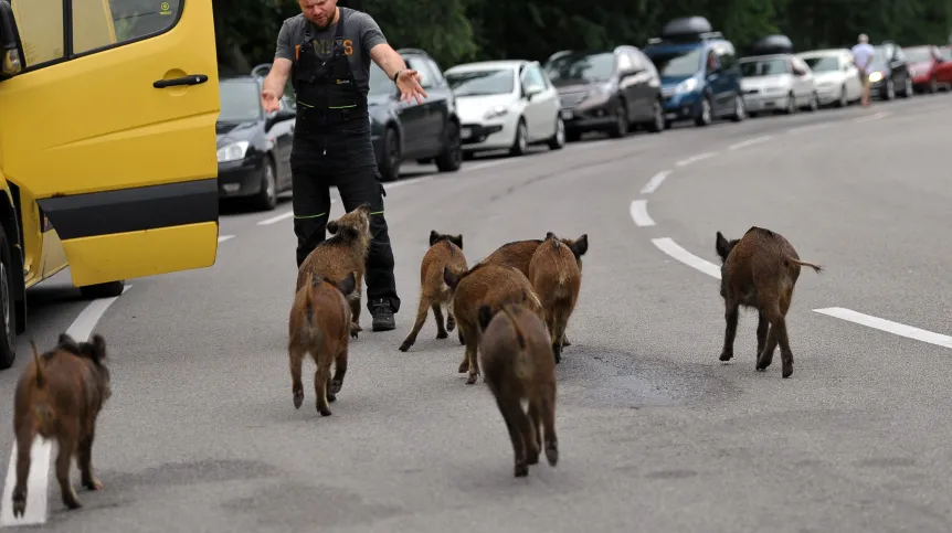 Świnoujście, 10.07.2017. A sow with piglets on the road leading to the ferry crossing Karsibór in Świnoujście.  PAP/Marcin Bielecki