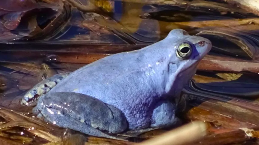 Moor frog. Source: Tomasz Figarski