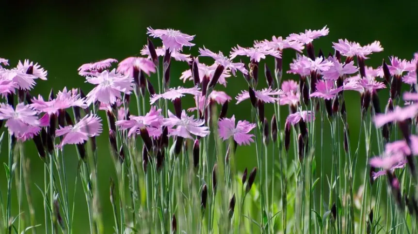 Źródło: Wydział Biologii i Ochrony Środowiska UŁ 