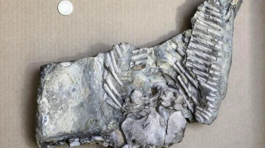 A fragment of the skeleton of Proneusticosaurus silesiacus, a marine reptile from before 245 million years, discovered at the turn of the 20th century in Gogolin, presented at the University of Silesia. Photo: PAP/ Dominik Gajda 06.06.2018