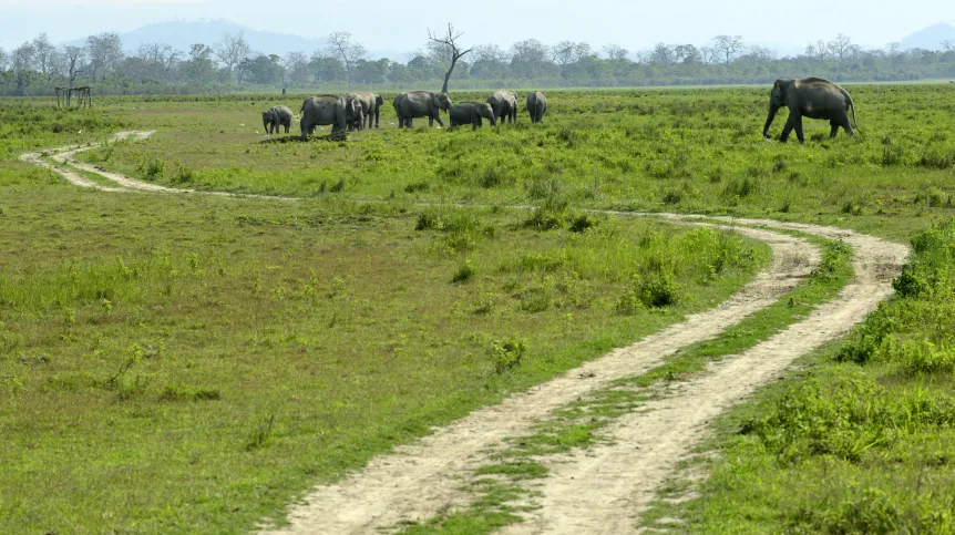W Kaziranga można spotkać także słonie indyjskie, tygrysy bengalskie, bawoły i inne gatunki zwierząt. Fot. PAP/EPA/STR