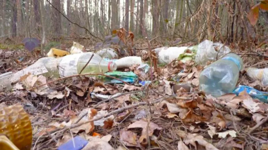 Littered forest, source: https://www.facebook.com/pg/chronimylokalnaprzyrode/