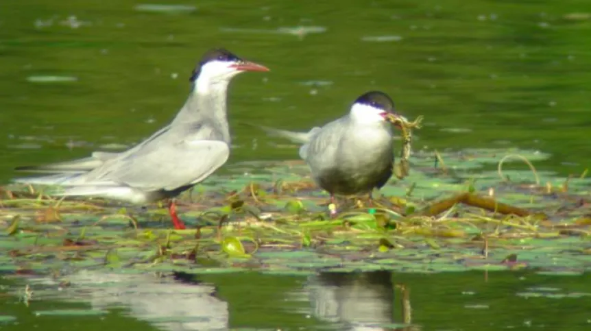 Male and female - with food. Photo by M. Ledwoń