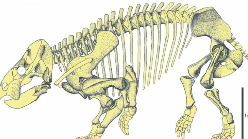 Drawing of Lisiowicia bojani skeleton. Fig.: Tomasz Sulej