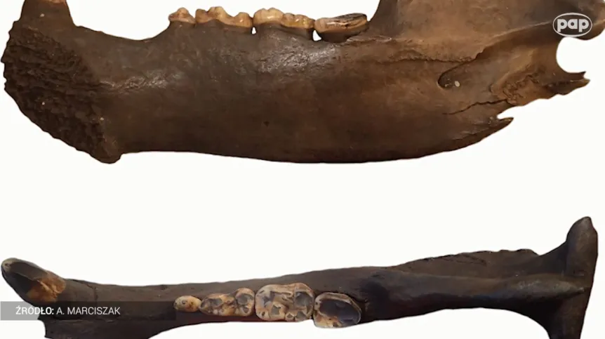 Źródło: PAP/ dr Adrian Marciszak 