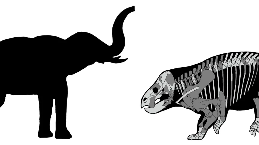 Porównanie wielkości Lisowicii ze słoniem. T.Sulej i G.Niedźwiedzki
