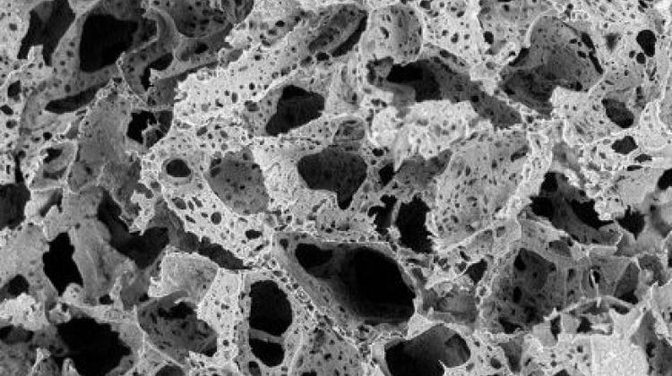 Sample image of the internal morphology of the implant made with SEM microscope. Fig. Monika Budnicka