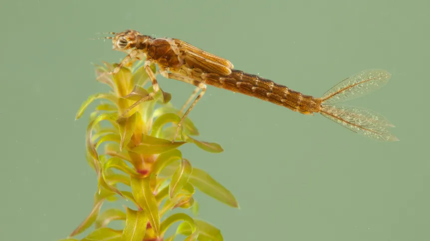 Ischnura elegans, fot. Christophe Brochard 