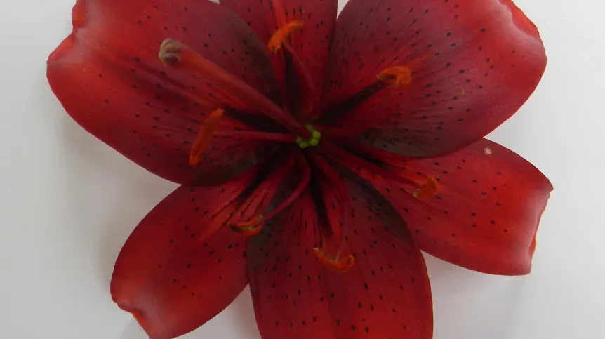 Źródło: dr Beata Płoszaj-Witkowska; Uniwersytet Warmińsko-Mazurski 

