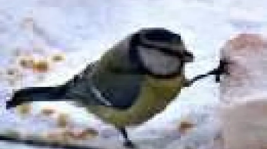 sikorka.jpeg