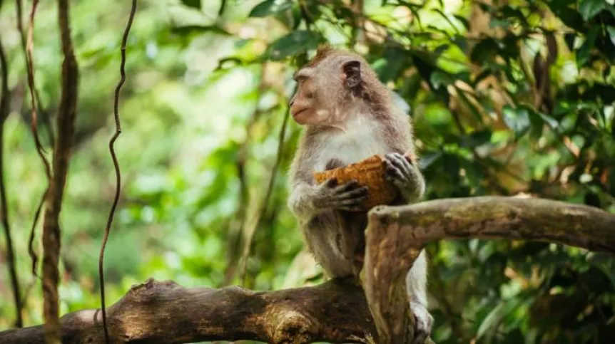 Crab-eating macaque. Photo: Fotolia