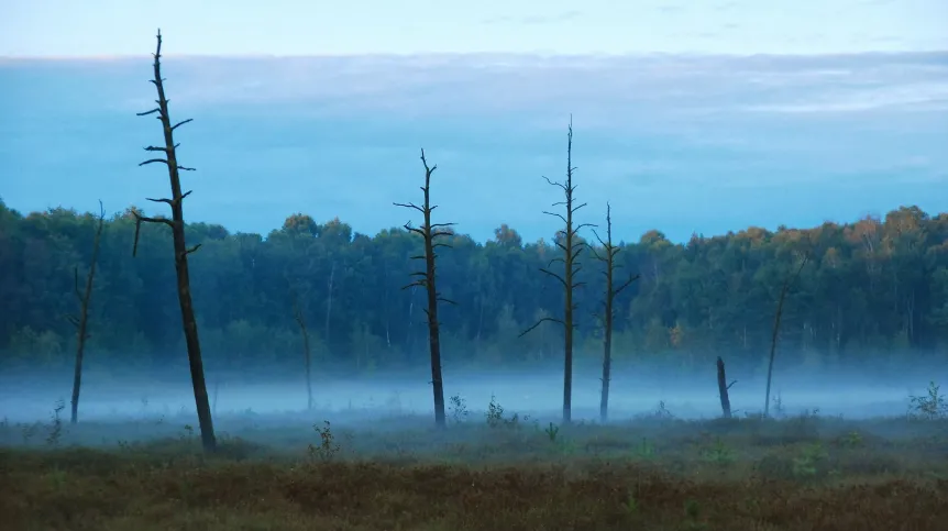 Jedno z torfowisk, na którym pobrano rdzeń.  fot. M. Lamentowicz