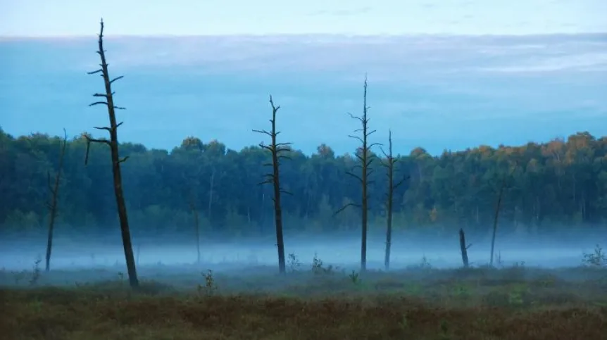 One of the peat bogs from which a core sample was taken. Photo by M. Lamentowicz