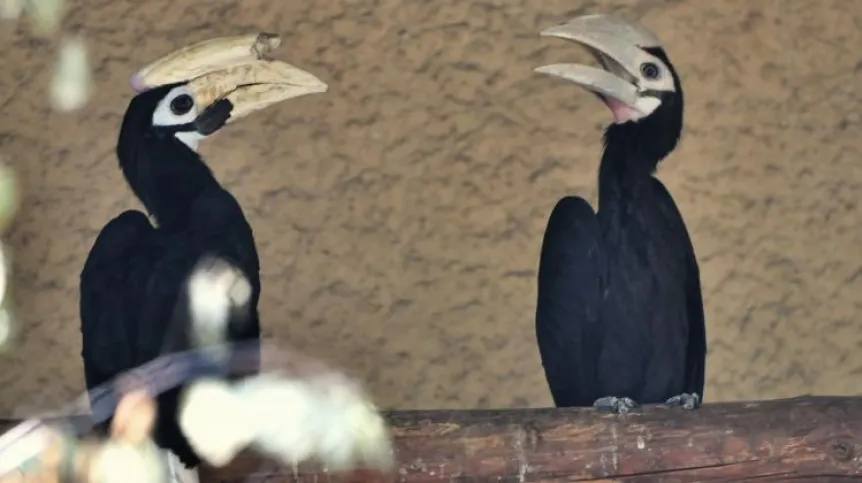 Palawan hornbills in the Wrocław Zoo. Photo: PAP/Maciej Kulczyński 29.08.2019