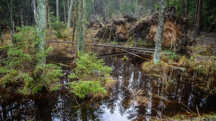 Puszcza Białowieska. Fot. PAP/Wojciech Pacewicz  01.01.2018
