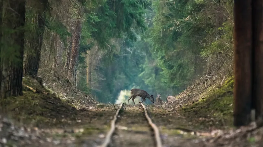 źródło: https://www.facebook.com/SuwalszczyznaiPodlasieDzikieSpotkania/