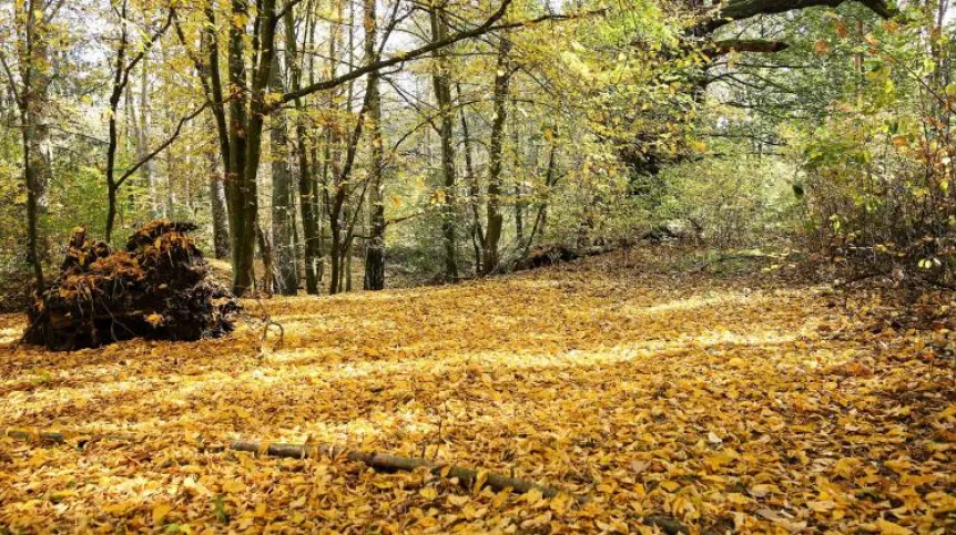 Antonin, 23.10.2019. Forest Nature Reserve Wydymacz in Antonin Forest District, province wielkopolskie (tw/doro) PAP/Tomasz Wojtasik