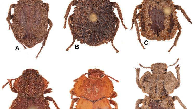 The new beetle species from South African beetle has been named in honour of Polish mathematicians. Specimen A - Machleida banachi; specimen D - Machleida tarskii; specimen F - Machleida zofiae, named after the daughter of its discoverer Dr. Kamiński. Credit: Kamiński MJ, Kanda K, Smith AD (2019) ZooKeys 898: 831-102