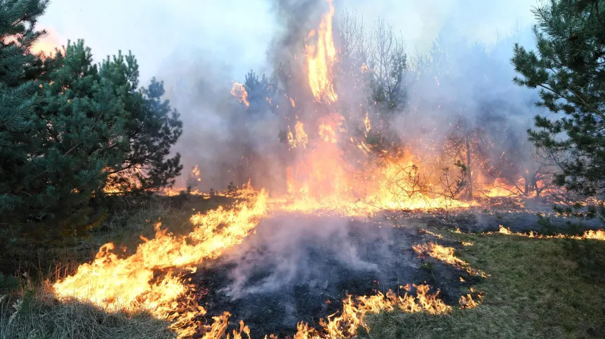 Bydgoszcz, 17.04.2019. Pożar lasu w dzielnicy Fordon w Bydgoszczy, 17 bm. (tż/awol) PAP/Tytus Żmijewski