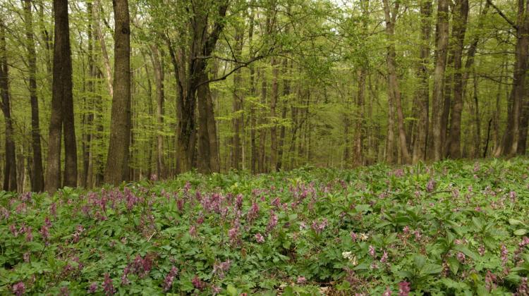 Oak-hornbeam forest, spring aspect - Nad Groblą reserve, Katzbach Foothills. Credit: K. Reczyńska
