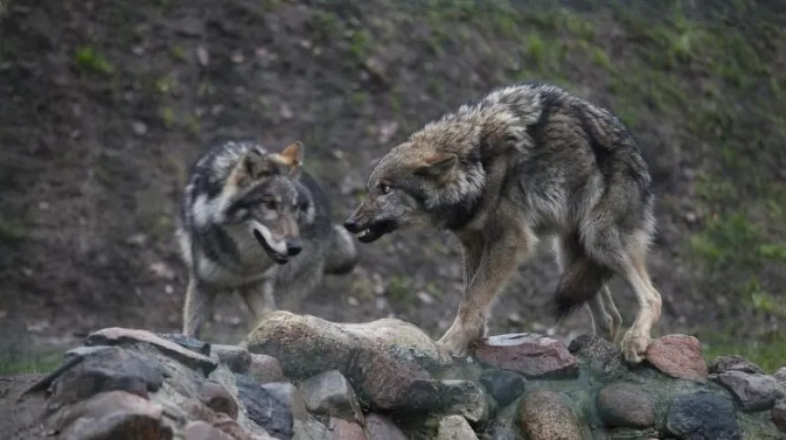 Białystok, 13.11.2013. Three young wolves from a wolf park in Germany (ar/awol) PAP/Artur Reszko
