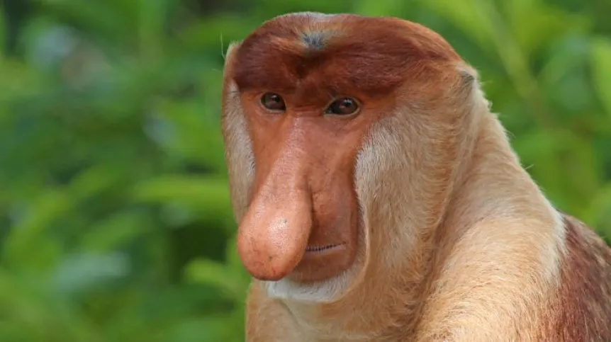 There is a noble excuse to create memes. They can help protect endangered animals, researchers hope. Photo: Proboscis monkey, based on photo by Charles J Sharp / CC BY-SA https://commons.wikimedia.org/wiki/File:Proboscis_monkey_(Nasalis_larvatus)_male_head.jpg
