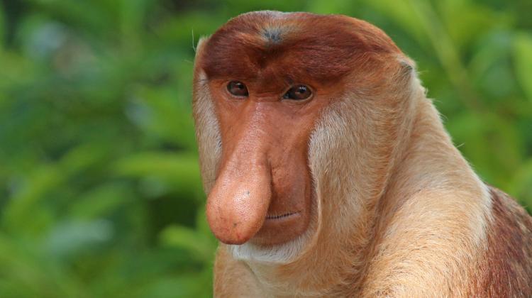 There is a noble excuse to create memes. They can help protect endangered animals, researchers hope. Photo: Proboscis monkey, based on photo by Charles J Sharp / CC BY-SA https://commons.wikimedia.org/wiki/File:Proboscis_monkey_(Nasalis_larvatus)_male_head.jpg
