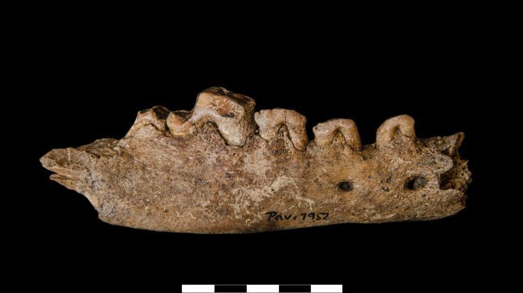 Jaw bone of an old wolf (from several dozen thousand years ago) discovered during excavations. Credit: P. Wojtal