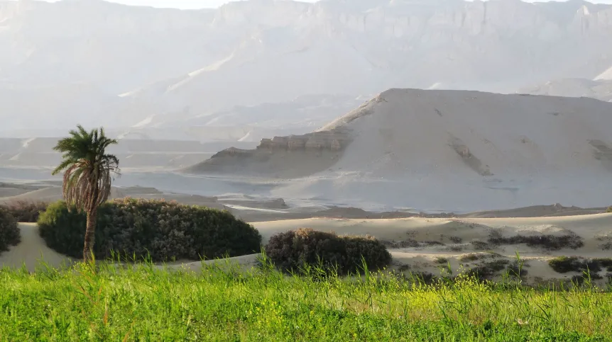 Dzięki zasobom wody gruntowej oazy od starożytności były doskonałym miejscem dla niektórych upraw rolnych.
