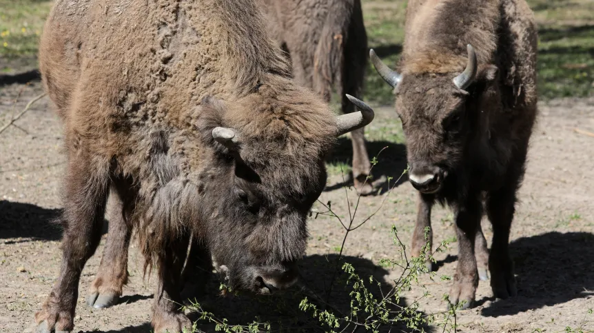 PAP/Artur Reszko; Białowieża, 23.04.2020