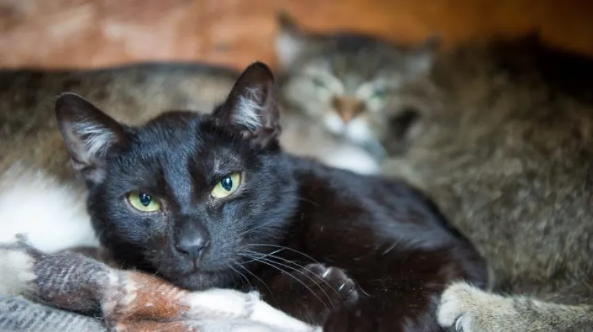 Lodz, April 7, 2012. Cats are involved in the transmission of toxoplasmosis. Photo shows residents of the "Hotel for Animals" in Łódź (gm/soa) PAP/Grzegorz Michałowski