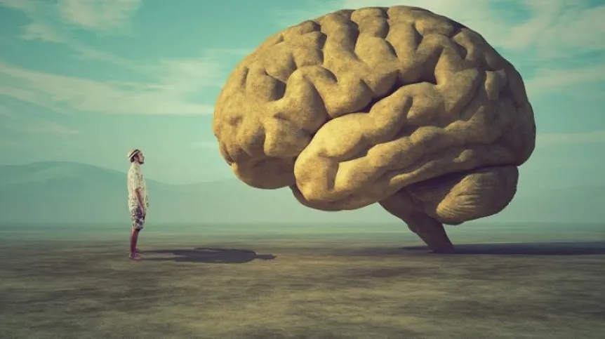 The brain. Credit: adobeStock